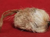 最贵的四种中药材一斤40万,麝香/龙涎香/石斛/夏草