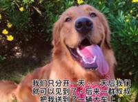 金毛托运死亡疑为员工接私单后换车