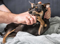 其实大部分人不用打狂犬疫苗