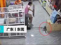女孩在宠物店故意推门夹死小猫