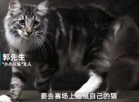 名贵猫王后代医院体检被误做绝育