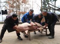 四川不能自家杀年猪了？官方回应