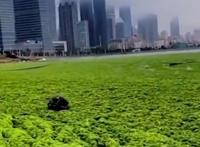 浒苔的形成原因及危害