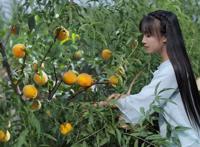 李子柒事件是怎么回事