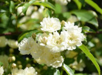 木香花为什么不能种在家里