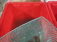 攀鲈鱼能吃吗