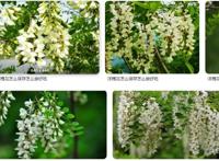 洋槐花饼怎么做好吃