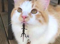 10张笑死十亿人的图片 搞笑图片笑死人不偿命的那种