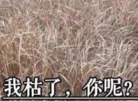 女生说开飞机是啥意思 男人要想hold住妹子们可不容易