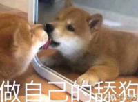 网络流行语舔狗是啥意思 真正含义有几种解释