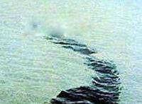 海蛇长什么样子可怕图片 5起大海蛇目击事件