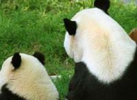 大熊猫寿命有多久 寿命30岁相当于人类多少岁