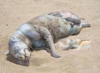 蒙托克怪兽事件怎么回事 是浣熊吗？长什么样