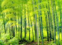 世界上生长最快的植物是什么植物 有哪些排名如何