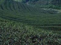 铁观音发源地在中国的哪个省份 产地是哪个地方