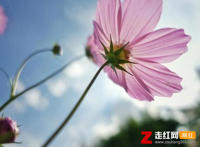 我希望许过的愿望一路生花是什么歌，一路生花歌曲介绍