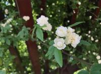 木香花为什么叫鬼招手 不能种在家里不吉利吗