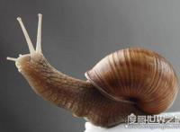 蜗牛是益虫还是害虫 属于害虫对农作物的危害