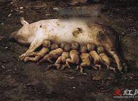 云南母猪生下8个男孩是真的吗 会有猪人被生出来吗