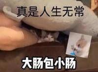 人生无常大肠包小肠是什么意思什么梗 是谁说的出自哪部电影