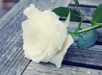 白玫瑰花语是什么意思寓意 别人送你白玫瑰代表什么