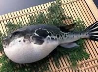 河豚鱼中含的河豚毒素是什么 怎么处理河豚鱼才没毒