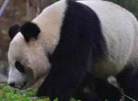 大熊猫走路的姿势是什么样子的 是内八字还是猫步