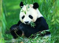 大熊猫一天可以排便多少次左右 一天排便40次的动物吃货