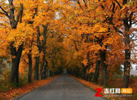 又是冷的秋又是秋的凉是什么歌，只欠秋天歌曲介绍