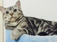 虎斑猫多少钱一只 虎斑猫性格特点怎么样