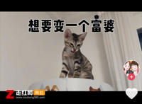 乏味的生活想要变成一个富婆是什么歌，梦想之歌歌曲介绍