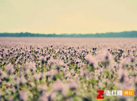 晚风吹动着竹林月光拉长了身影是什么歌，樱花草歌曲介绍