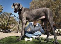 世界上最大的巨型犬 第一巨型猛犬名字叫什么