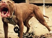 十大猛犬排名一到十 世界十大猛犬第一是什么犬