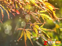 你能不能再爱我一遍像以前是什么歌，渐冷歌曲介绍
