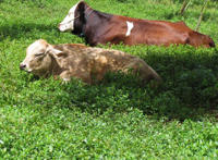 东边的山坡上有两头牛是什么歌,东边的草地上歌曲介绍