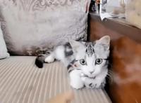 小猫袁花花的故事 是什么品种主人叫什么名字