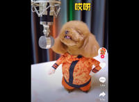 哎呀刺挠啊什么歌，说不上哪闹心扒拉歌曲介绍