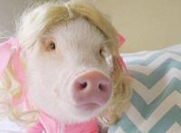 猪猪女孩是什么意思 形容那些看起来光鲜亮丽的女孩子