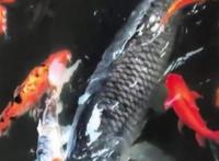 重庆明星莽子被吃掉，重庆明星鱼莽子涉事人将面临什么处罚？