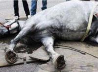 泰国出现非洲马瘟疫情最新消息 致死率多少闹得人心惶惶