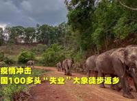 泰国大象因疫情失业徒步返乡，网友知道原因更加心酸了