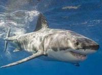 网红提子被判几年 曾直播吃油炸娃娃鱼