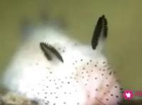 海兔的功效与作用