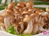 蟹味菇的功效与作用