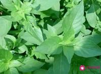 荆芥菜的功效与作用