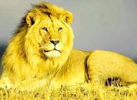 狮子头的家常做法