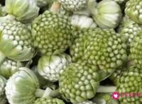 绿萝花茶的功效和作用