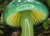 世界上最漂亮的蘑菇