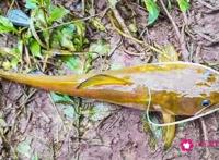 石扁头鱼多少钱一斤